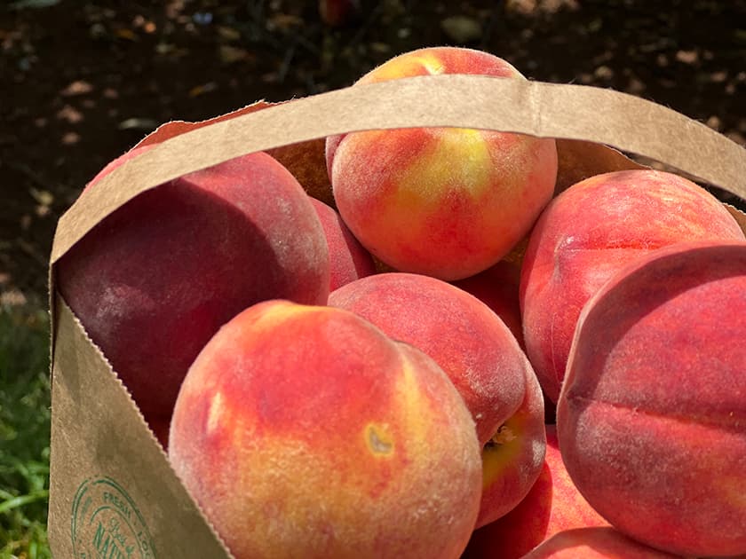Peaches from Chiles Peach Orchard and Farm Market Peaches from Chiles Peach Orchard and Farm Market